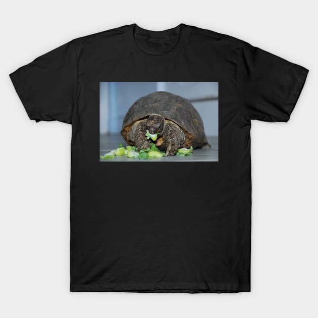 The Lettuce Didn't Stand A Chance T-Shirt by RichardGibb